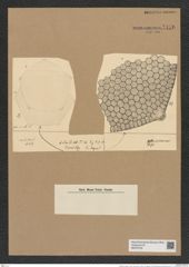 Triceratium straba A. Schm. (de-Toni-Nr.: Genus 139, Species 374) Zeichnungen Sammlung Grunow Nr. 7176 (NHMW-BOT-W0376155)